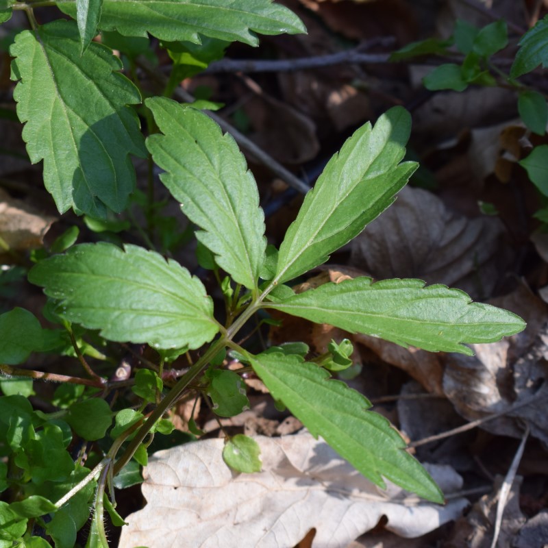 Cardamine bulbifera