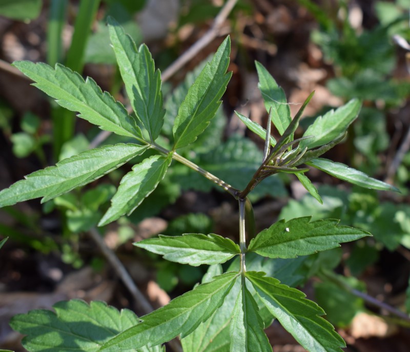 Cardamine bulbifera