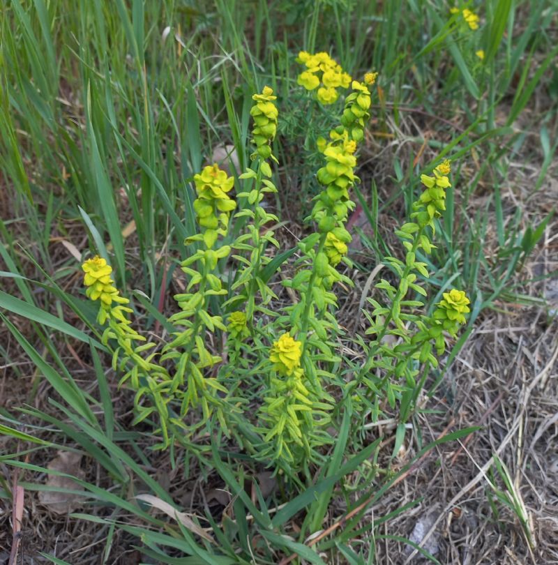 Euphorbia cyparissias? S, attaccata dal fungo Uromyces pisi-sativi
