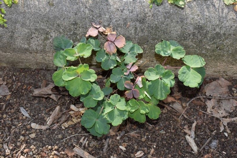 Qualche idea?  Aquilegia sp. da confermare