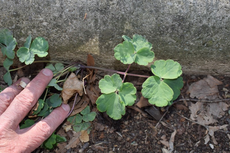 Qualche idea?  Aquilegia sp. da confermare