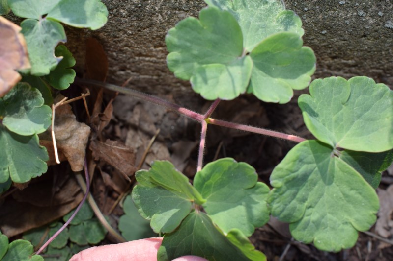 Qualche idea?  Aquilegia sp. da confermare