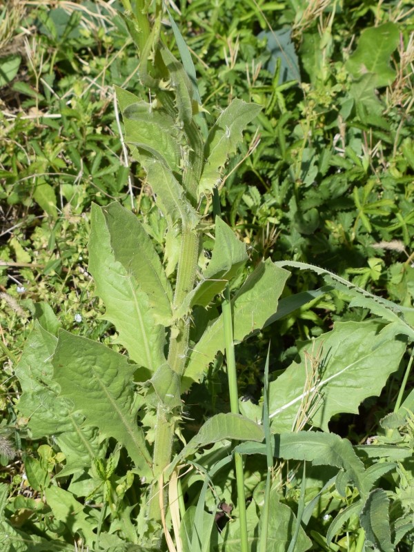 Sonchus?