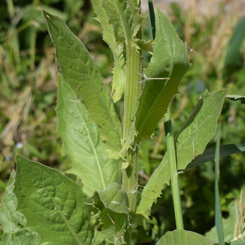 Sonchus?