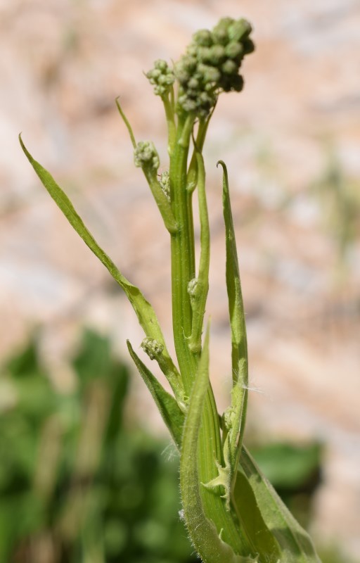 Sonchus?