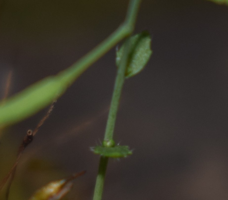 Brassicaceae: Arabidopsis thaliana da confermare