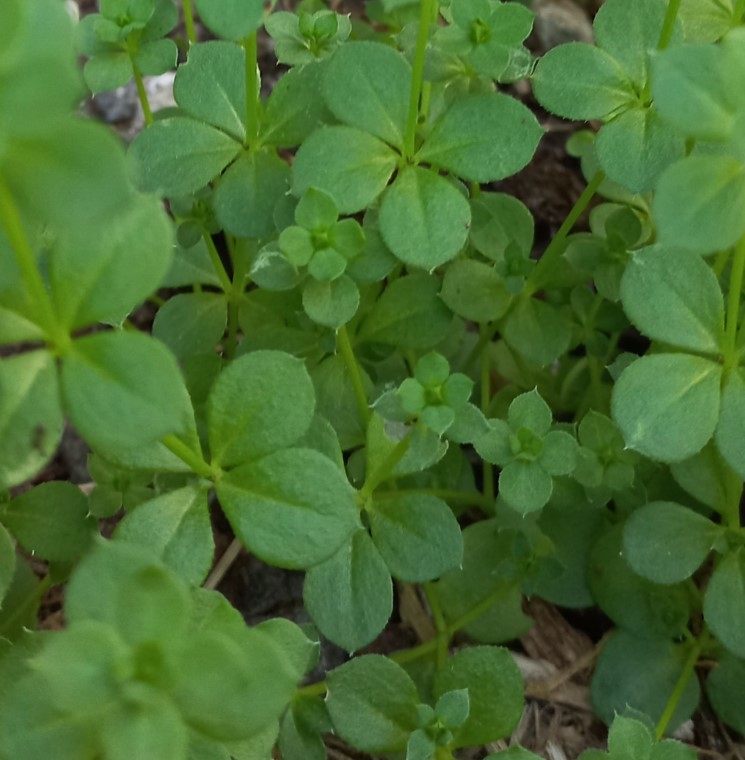Sherardia arvensis