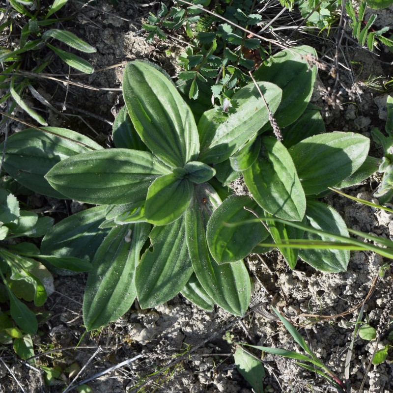 Plantago media