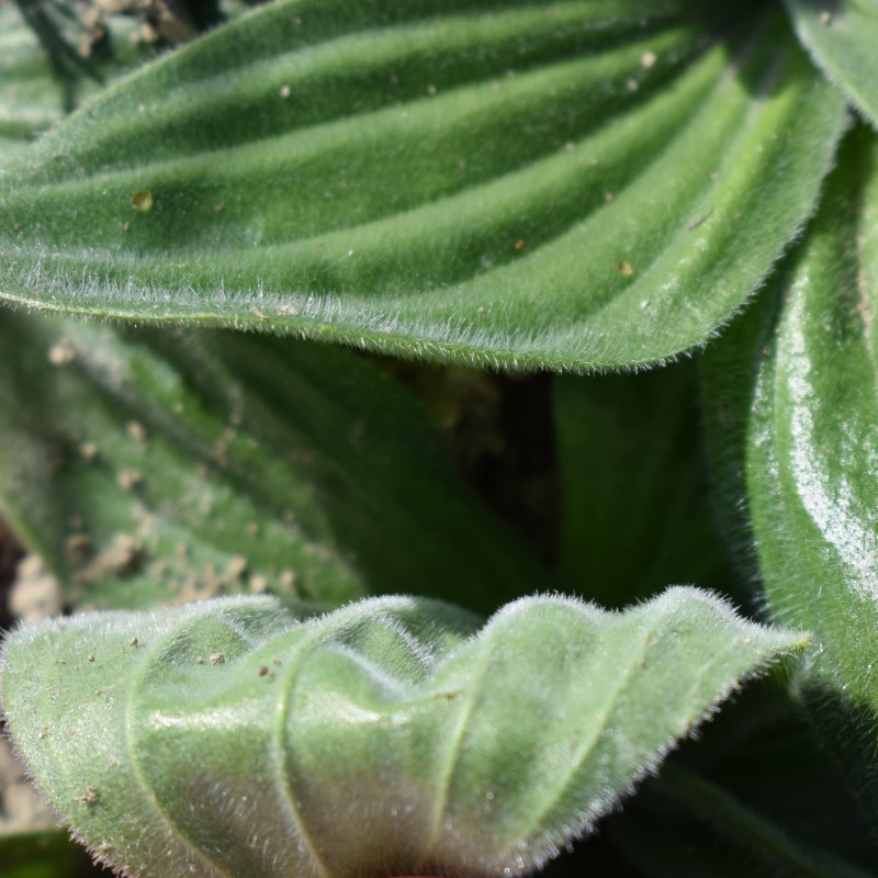Plantago media