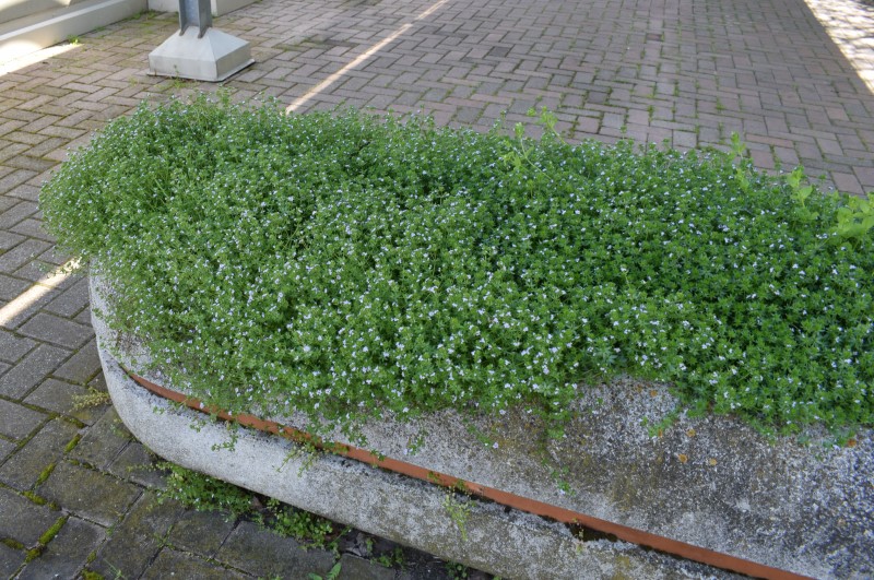 Sherardia arvensis