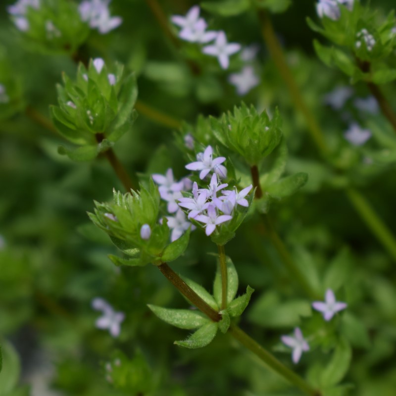 Sherardia arvensis