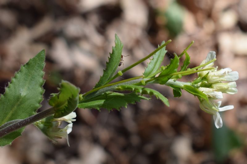 Pseudoturritis turrita?