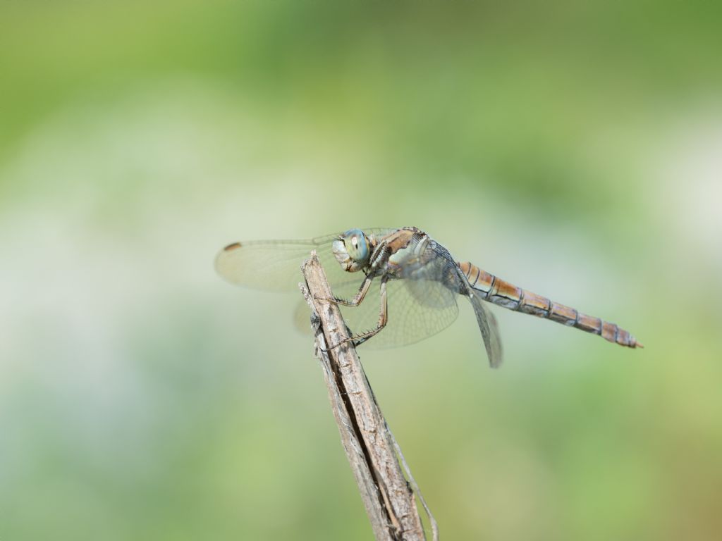 Orthetrum brunneum?