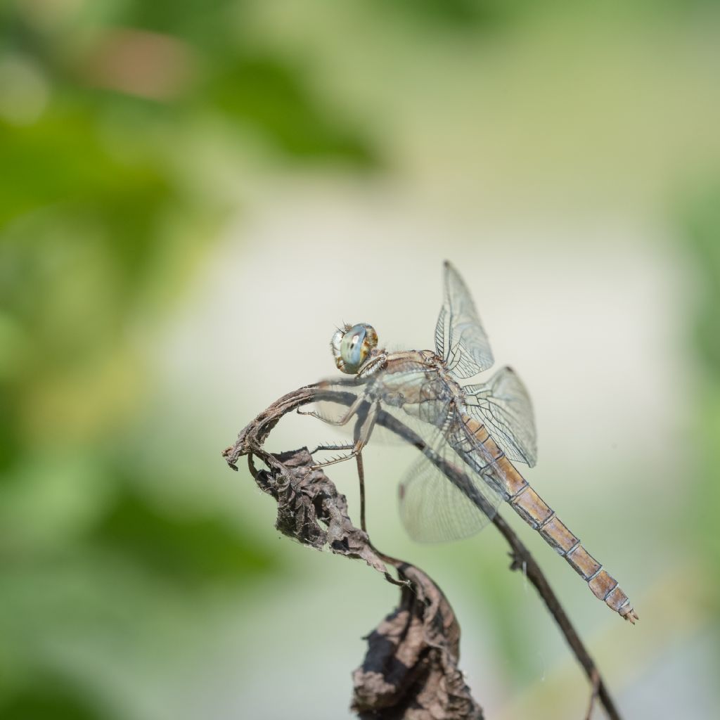 Orthetrum brunneum?