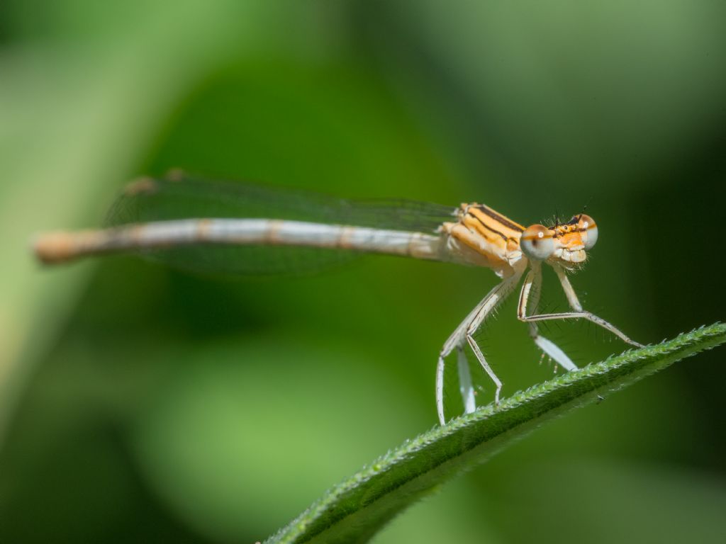 Zygoptera da determinare