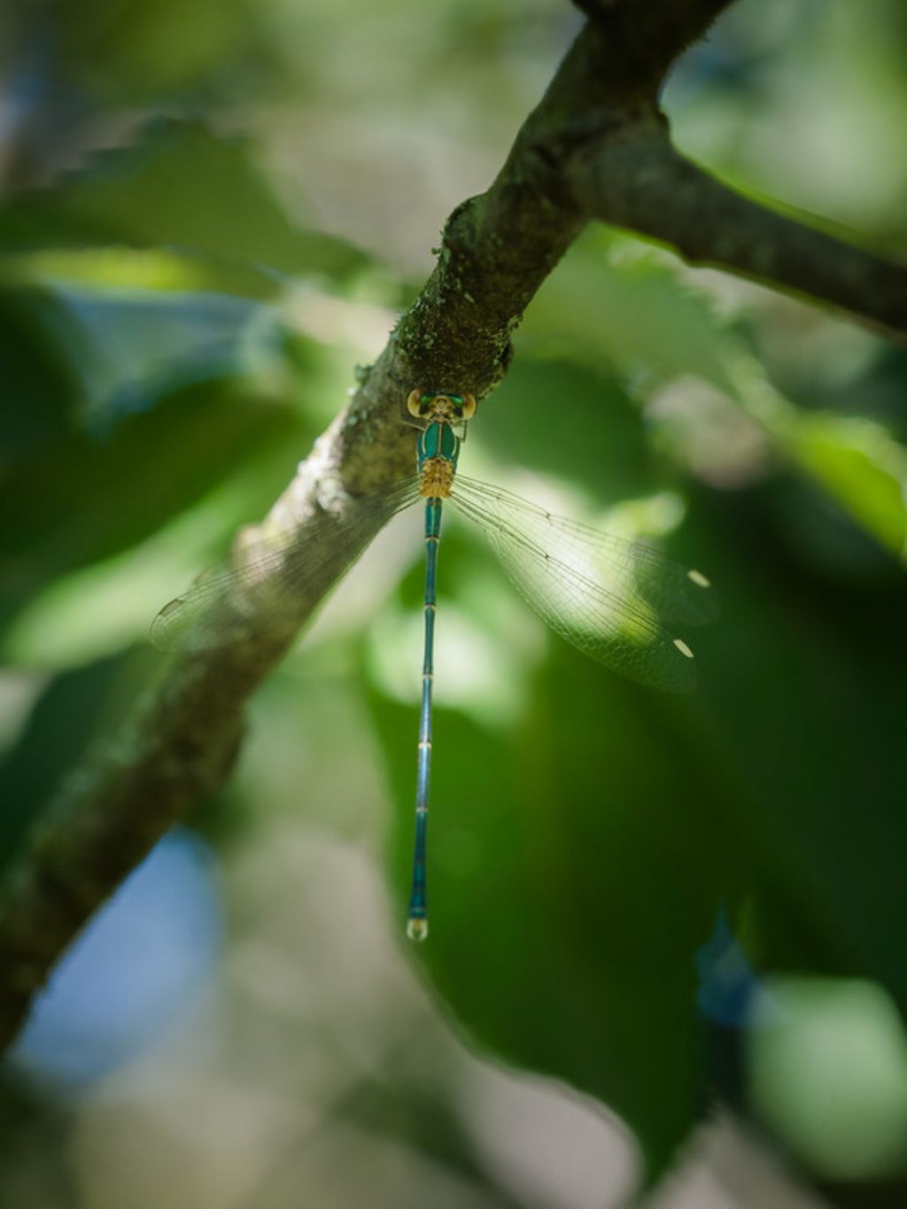 Lestidae da identificare