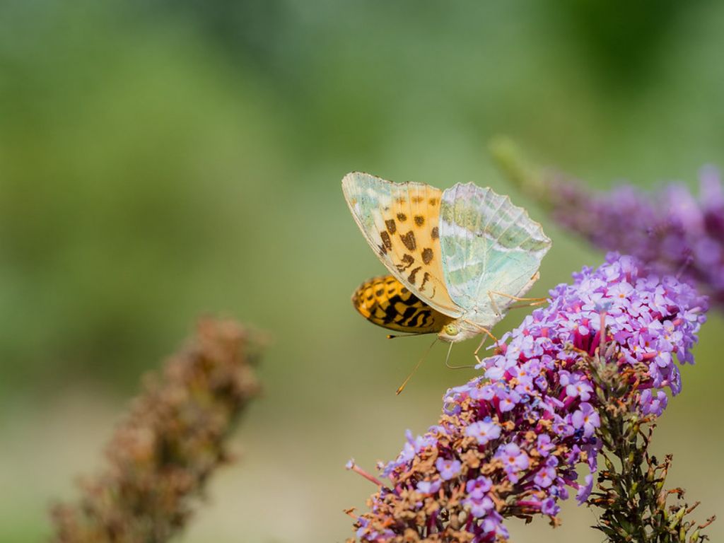 Argynnis paphia?
