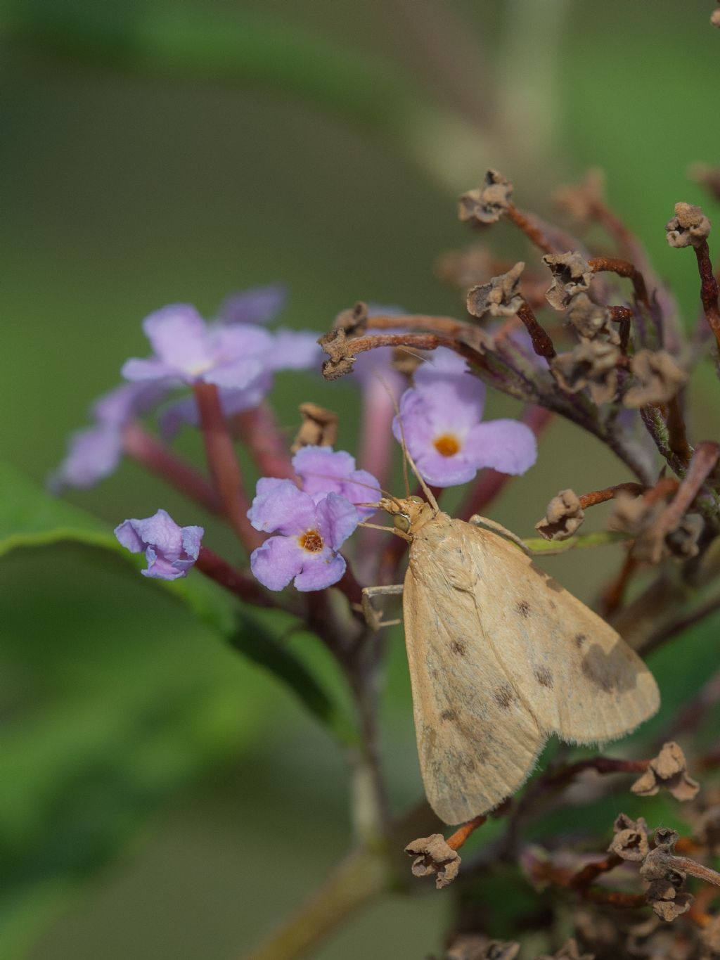 Farfallina da determinare