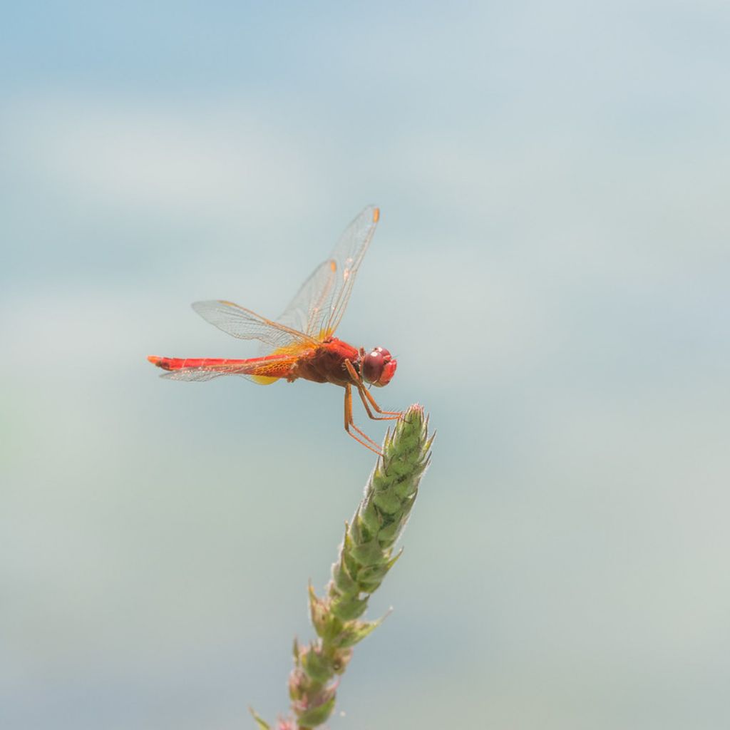 Quale Sympetrum?