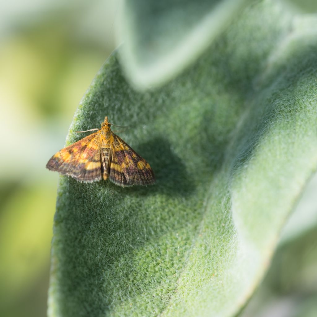 Pyrausta? Quale?