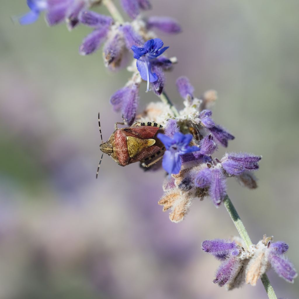 Dolycoris baccarum?