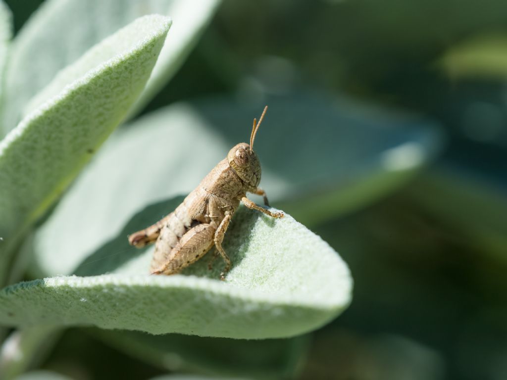 Ortottero da identificare II