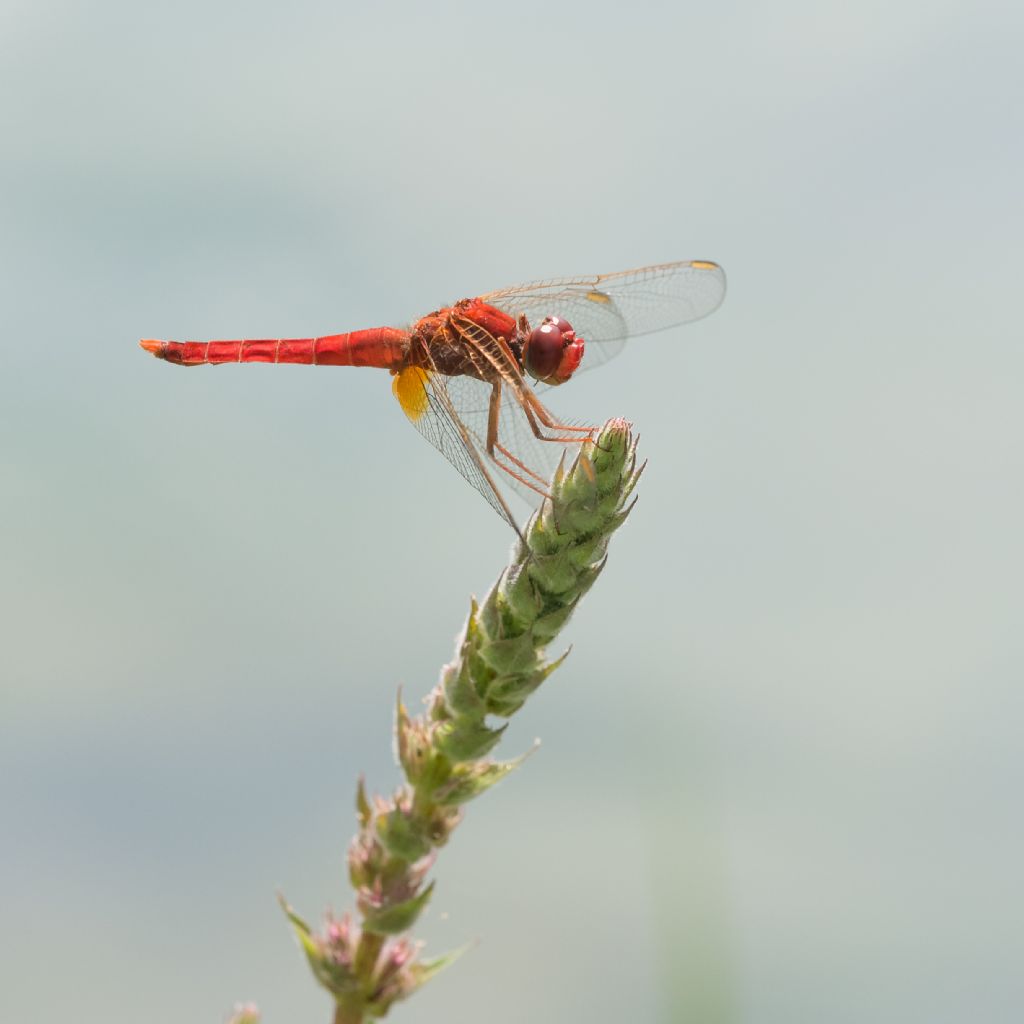 Quale Sympetrum?