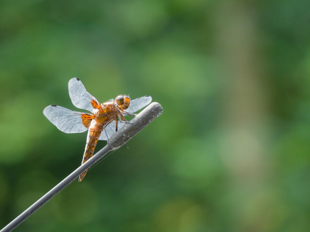 Libellula depressa?