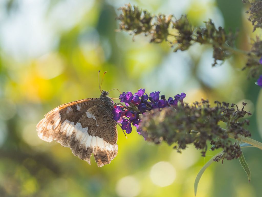 Brintesia circe?