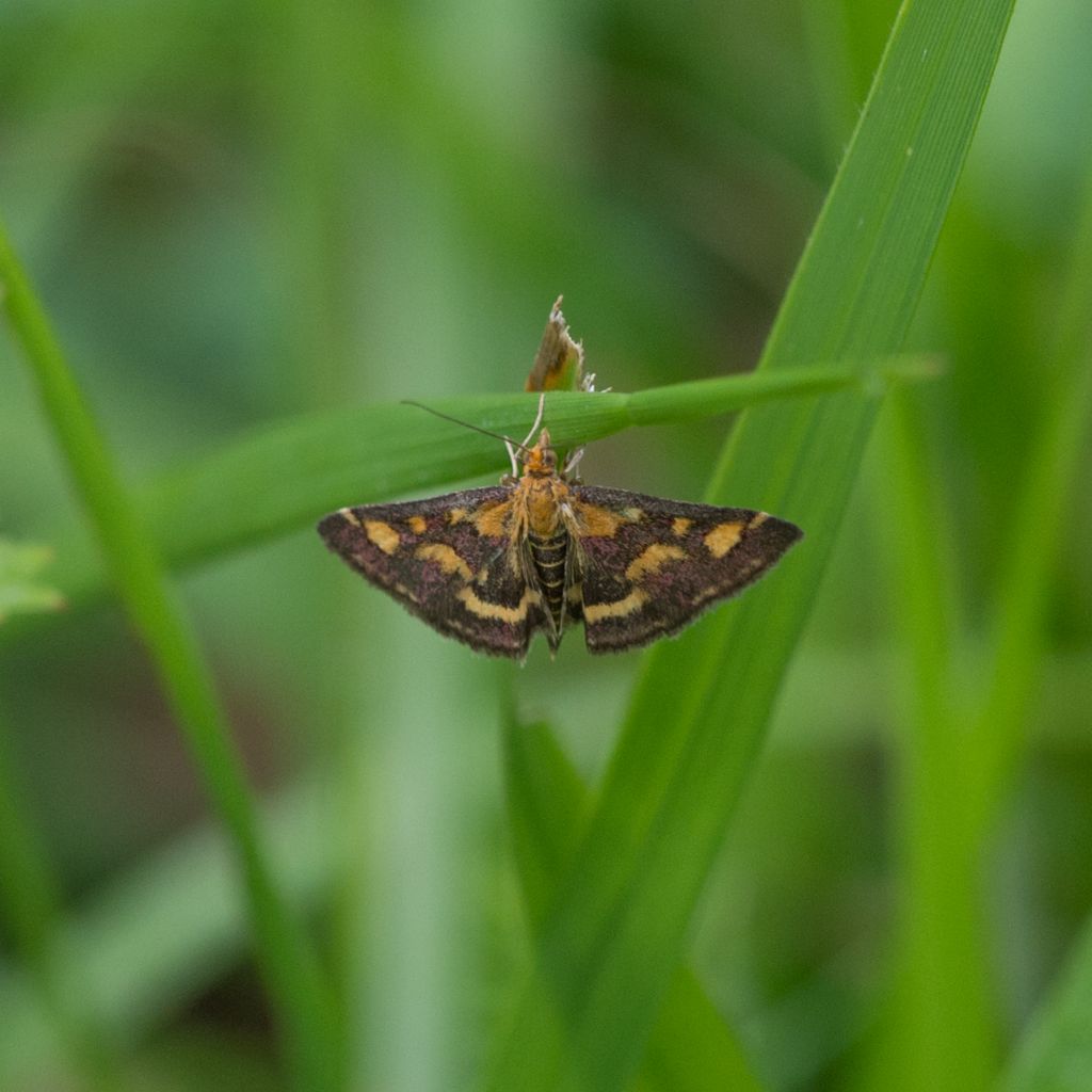 Altra Pyrausta da determinare