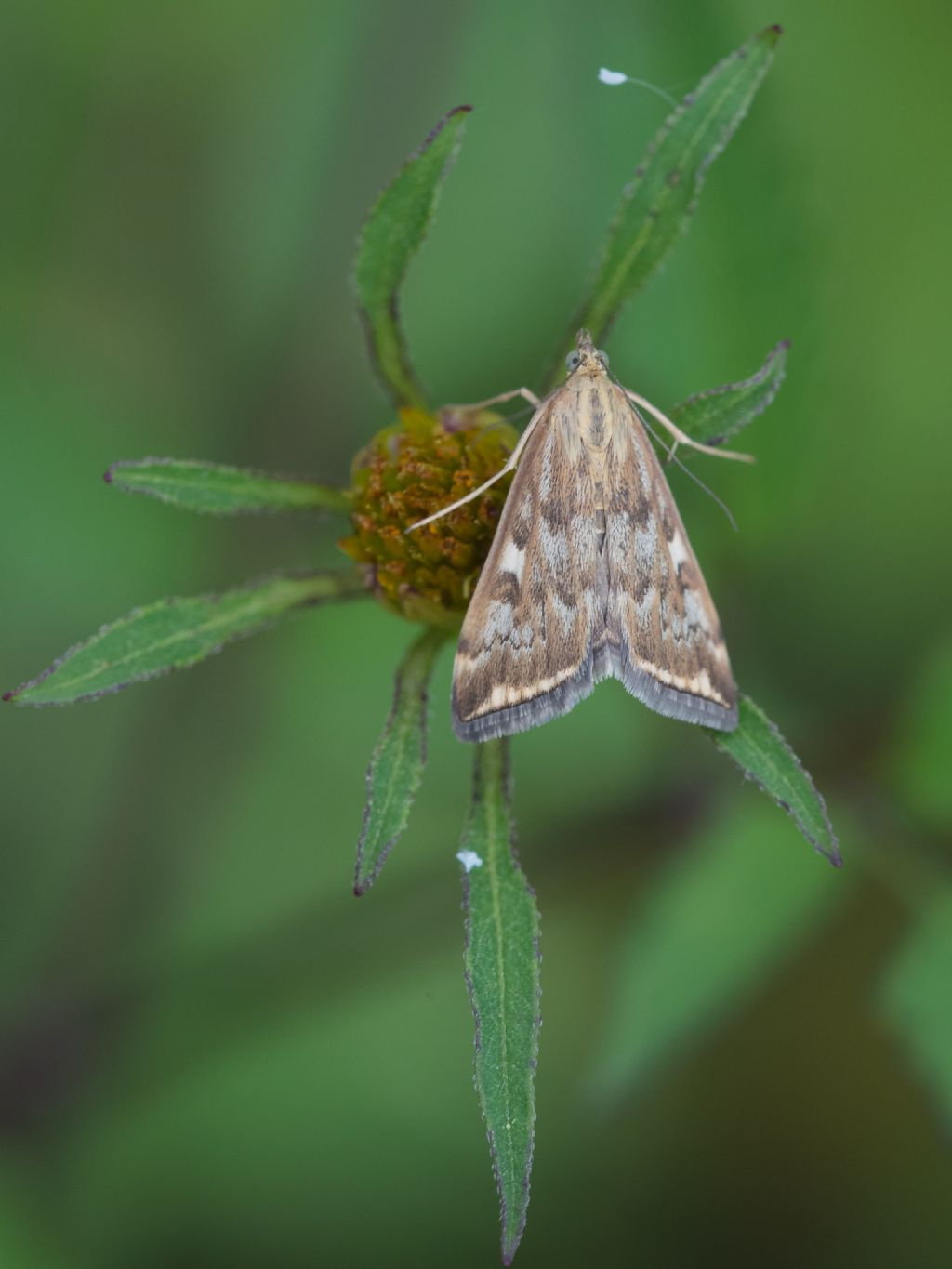 Farfallina da determinare