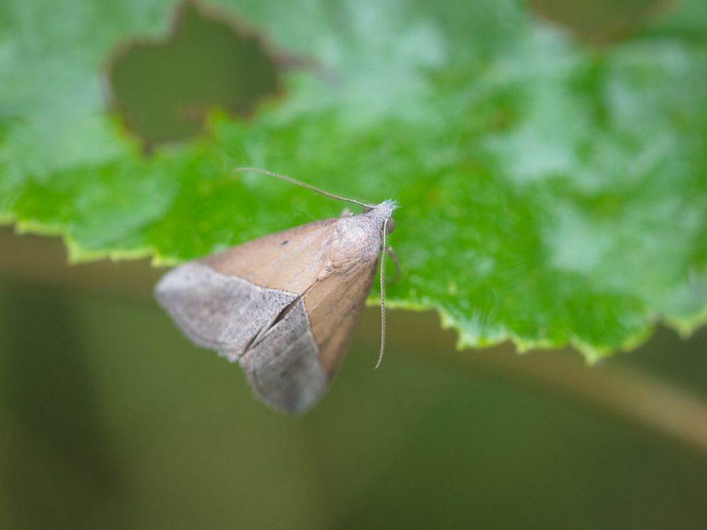 Lepidottero da identificare