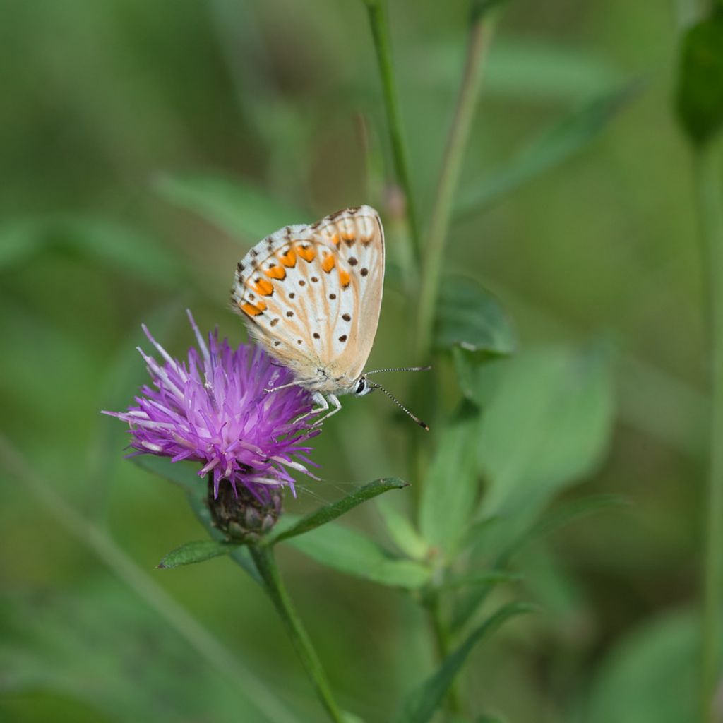 Licenide da identificare