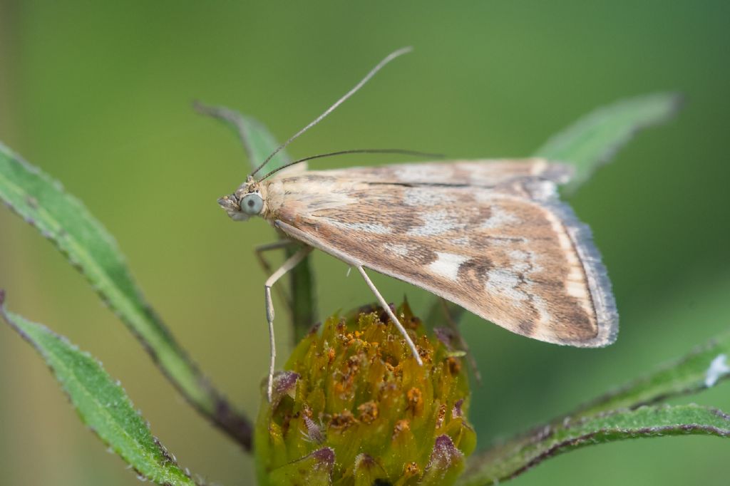 Farfallina da determinare