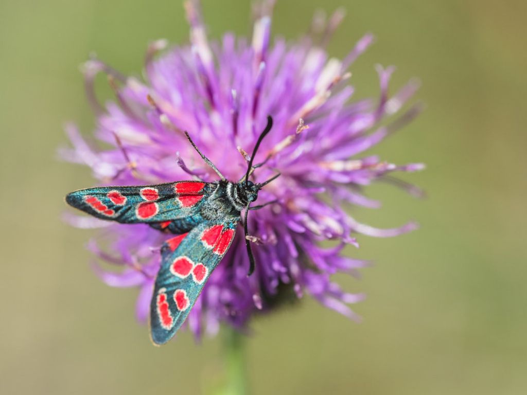 Zygaena carniolica?
