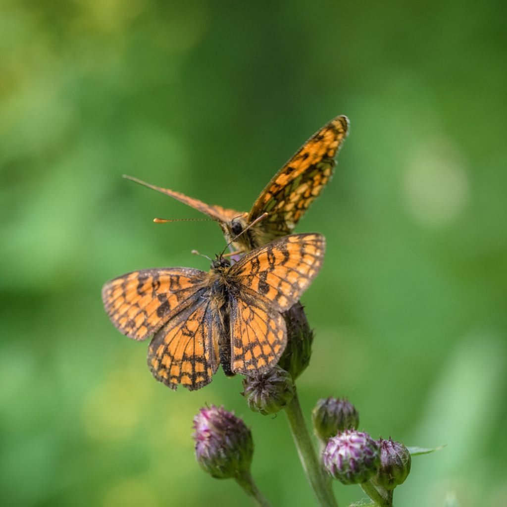 Melitaea athalia?