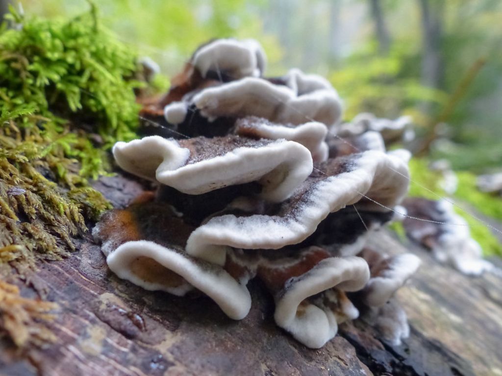 Fungo da identificare