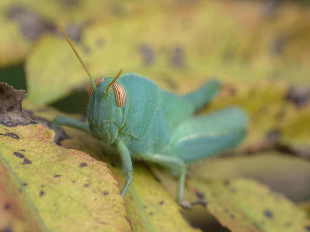 Anacridium aegyptium?