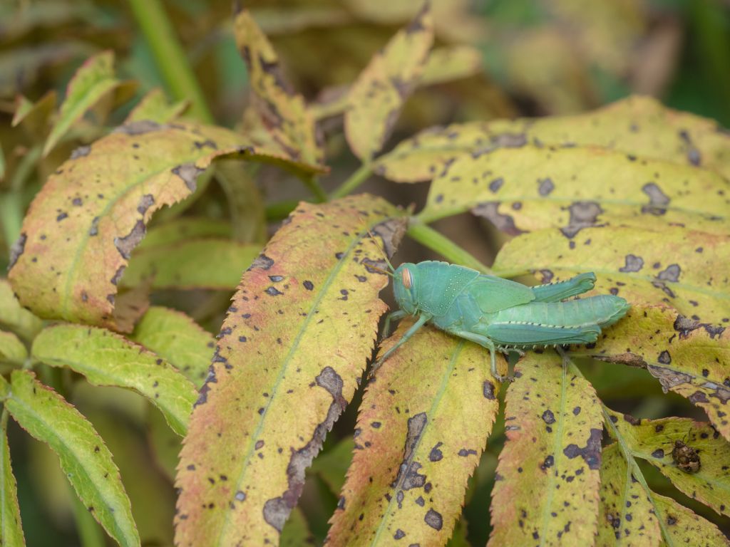 Anacridium aegyptium?