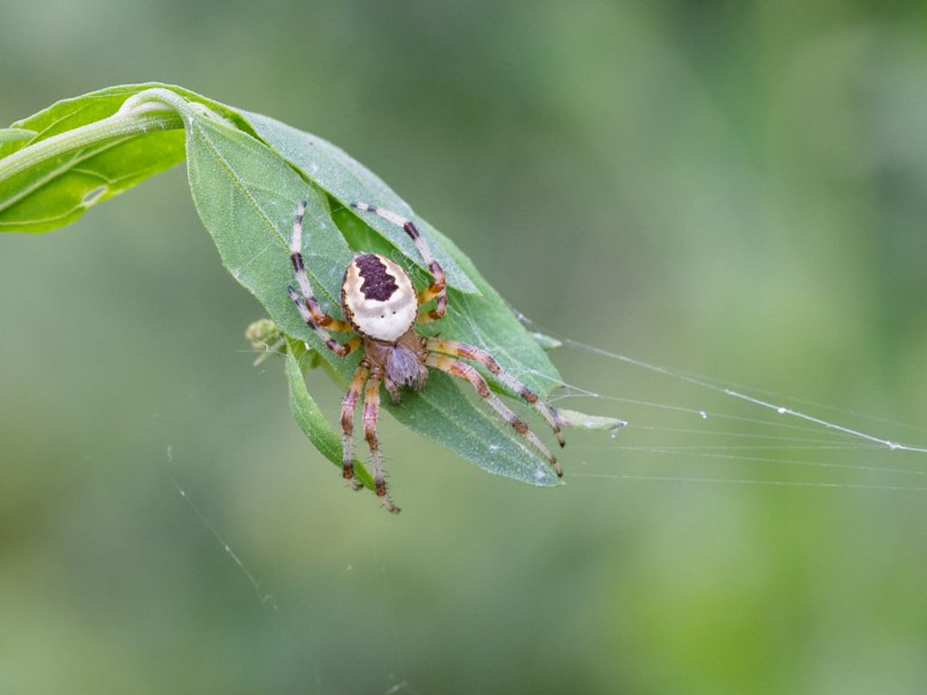 Araneus marmoreus?
