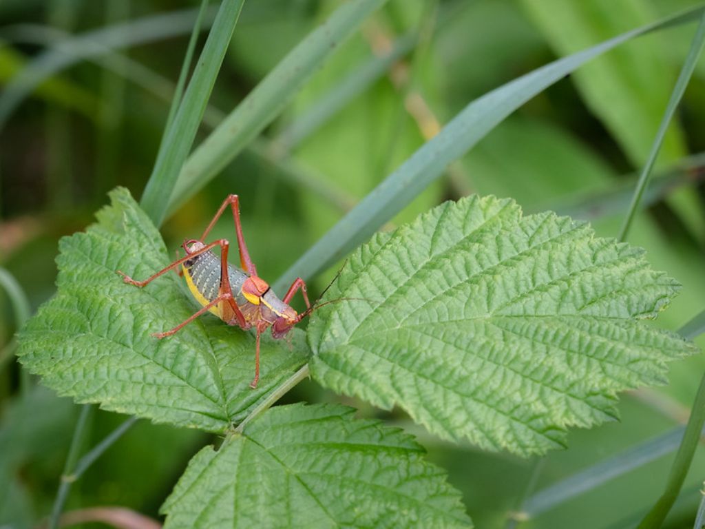 Barbitistes serricauda?