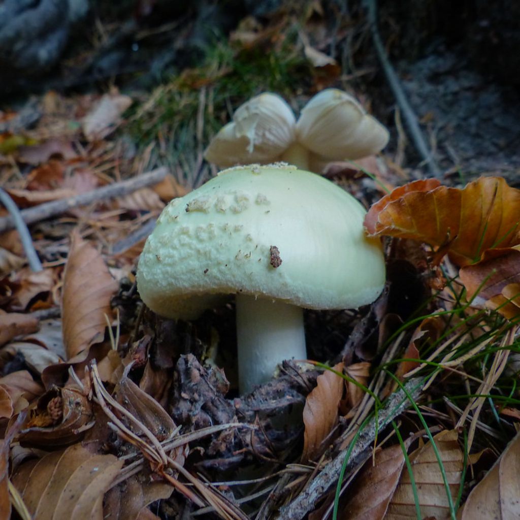 Amanita citrina?