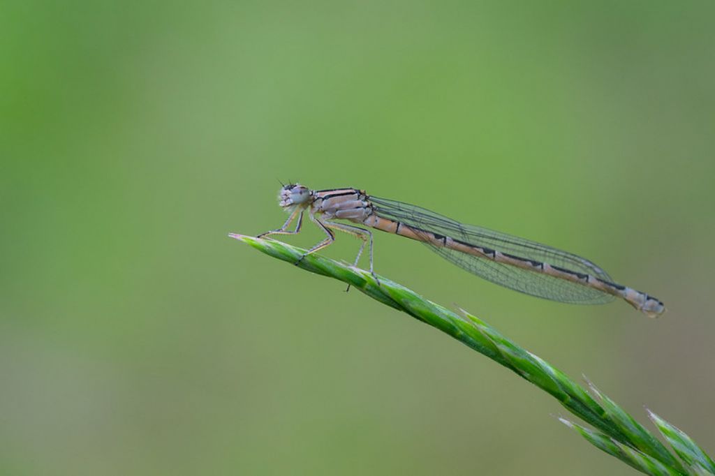 Platycnemis pennipes?