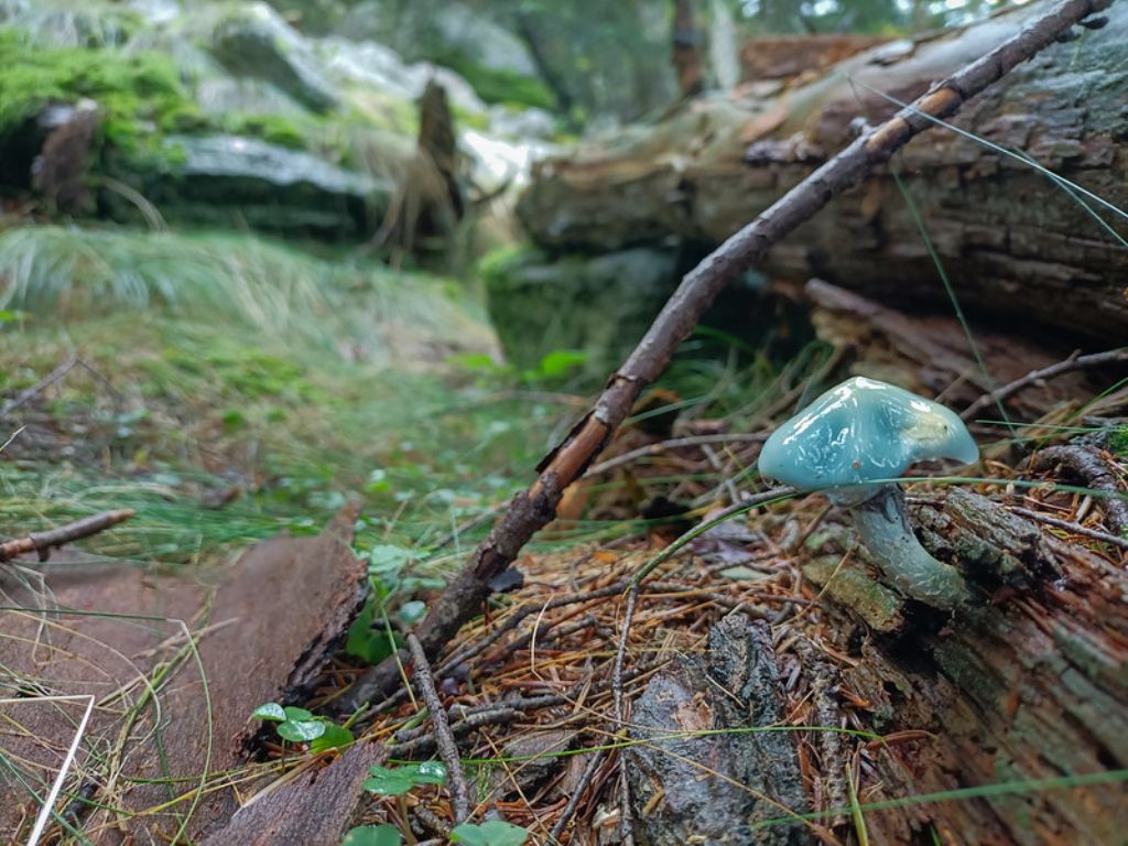 Stropharia? Quale?