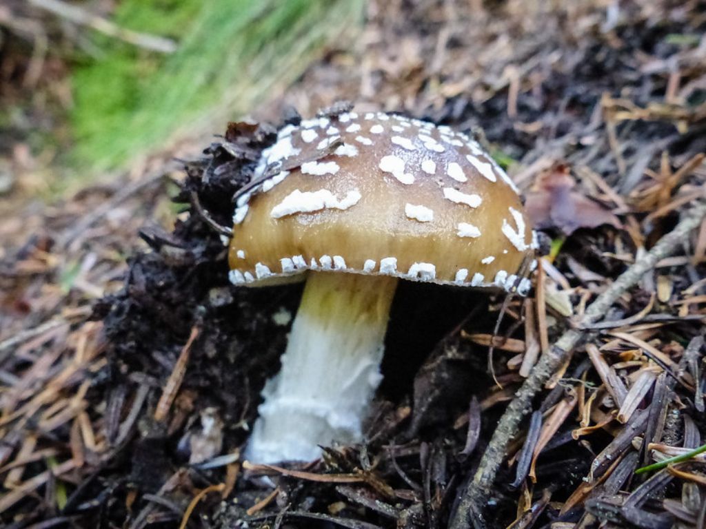 Amanita da determinare