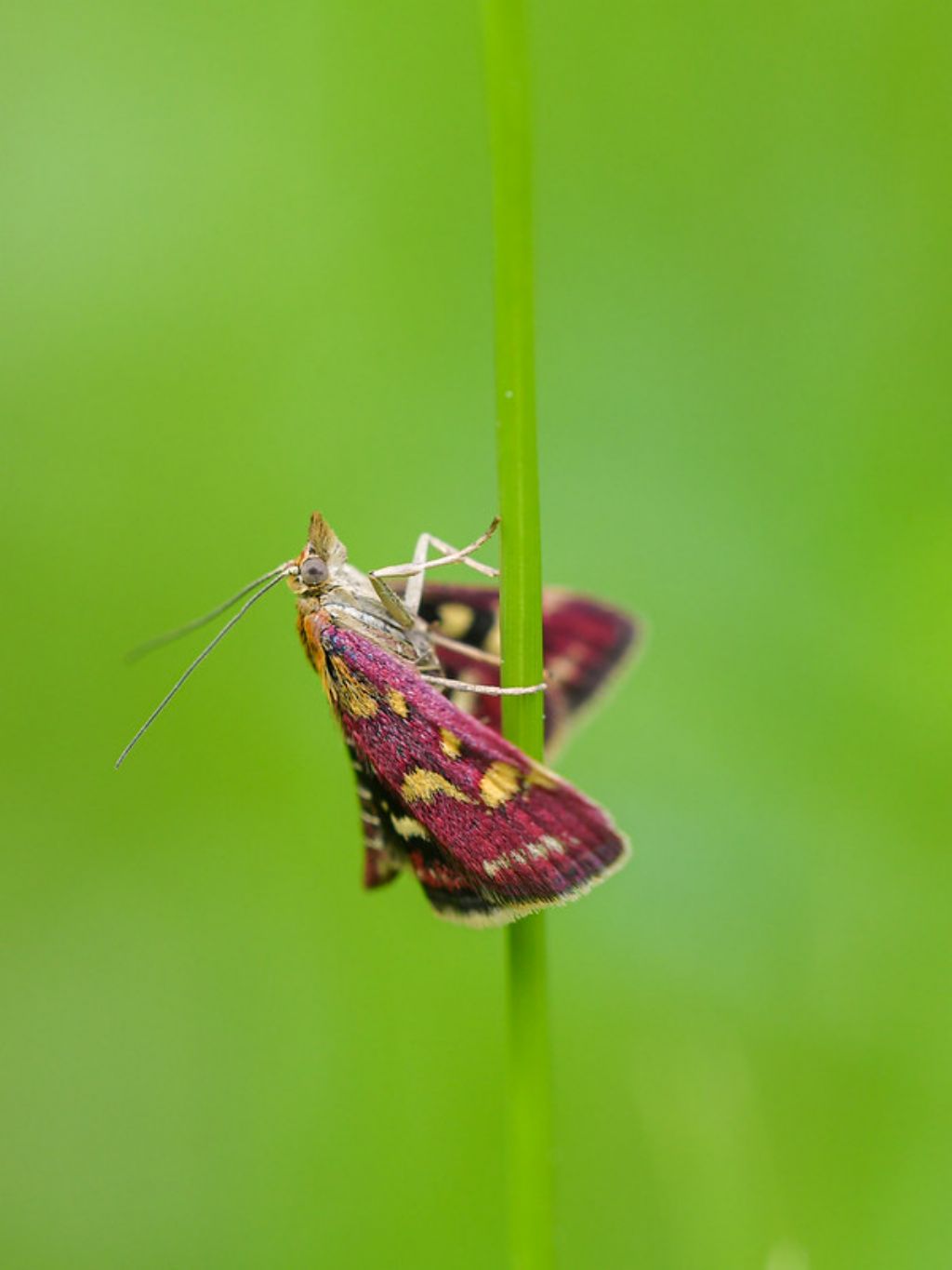 Pyrausta? Quale? - Pyrausta purpuralis