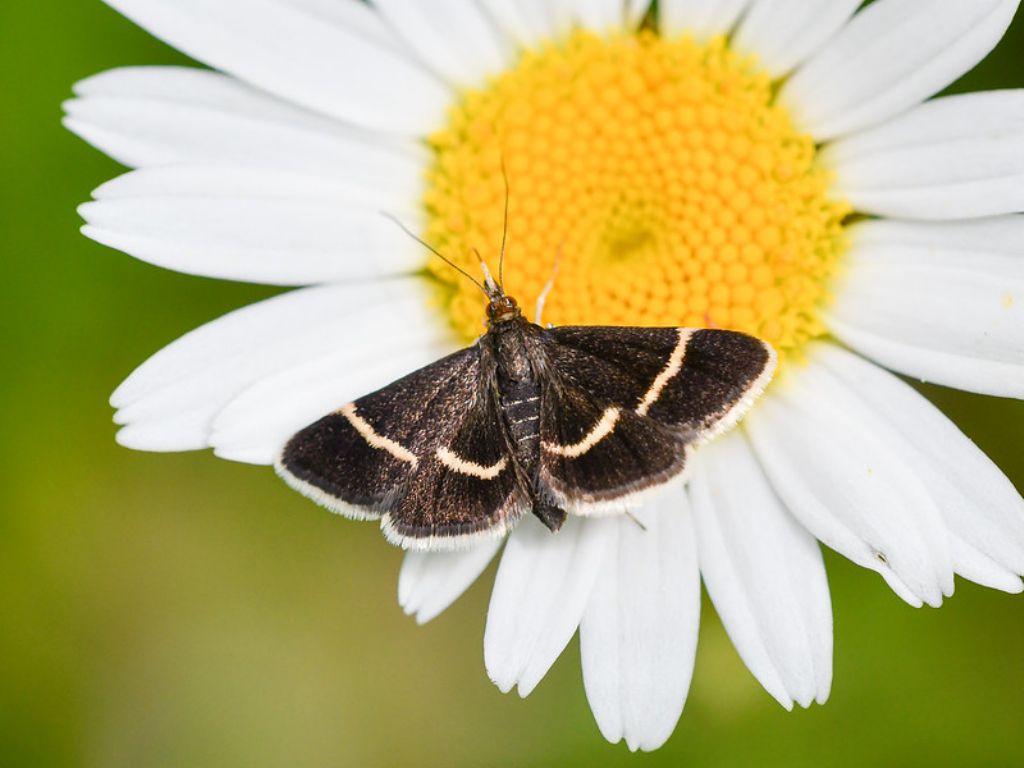 Farfallina da determinare