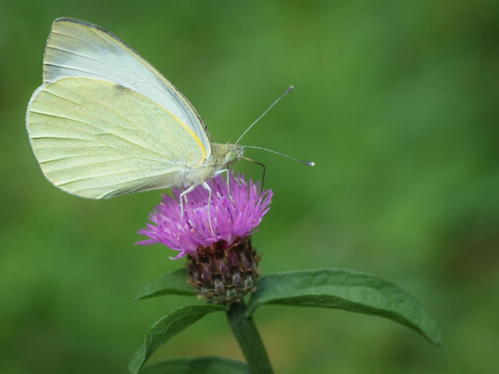 Pieridae da determinare - Pieris brassicae