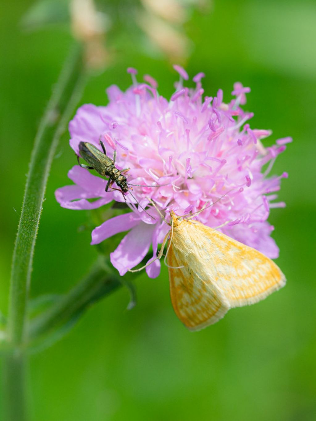 Farfallina da determinare - Sitochroa verticalis