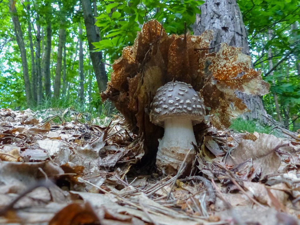 Amanita spissa?